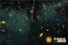 情感|火象星座谁是老大?能力一等!