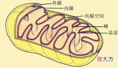 儿童生物知识教你认识线粒体 线粒体的作用与功效