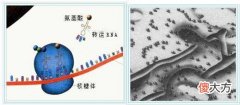 核糖体的功能是什么？