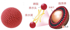 儿童生物学：脂质和脂肪的关系