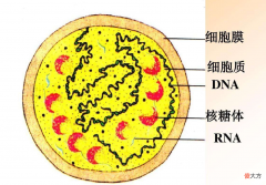 儿童生物知识教你认识细胞核 细胞核的功能