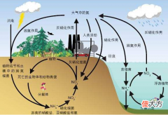 氮循环中的过程 氮循环示意图