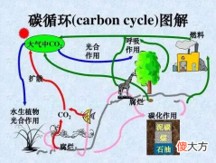 自然界中碳循环 什么是碳循环？