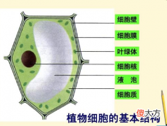 儿童生物学什么是植物？植物的基本构造