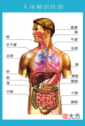 人体器官功能与作用 人体各器官图解