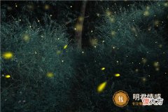 【情感】追求与众不同的星座