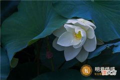 感情世界|自己说的分手后悔了怎么挽回?三种方法极力挽回!